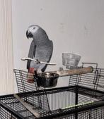 Gris du gabon, Animaux & Accessoires, Perroquet