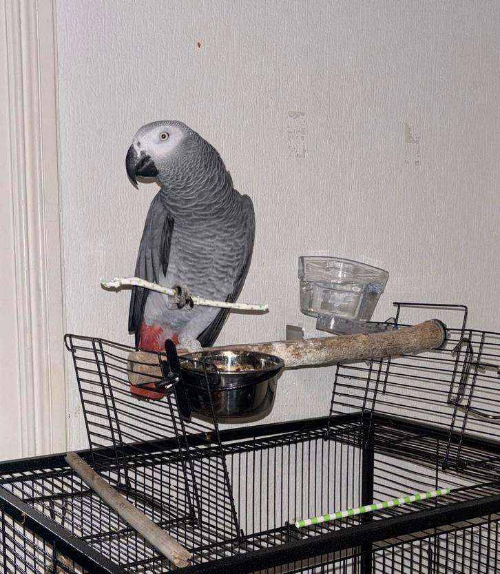 Gris du gabon, Animaux & Accessoires, Oiseaux | Perruches & Perroquets, Perroquet