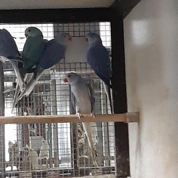 Halsband parkieten ( violet) beschikbaar voor biedingen