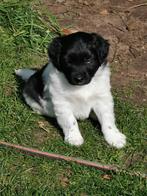 Stabij hound puppy, Animaux & Accessoires, Chiens | Retrievers, Épagneuls & Chiens d'eau, Un chien, Belgique, 8 à 15 semaines