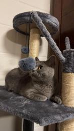 Britse korthaar, Dieren en Toebehoren, Poes, Gechipt, 0 tot 2 jaar