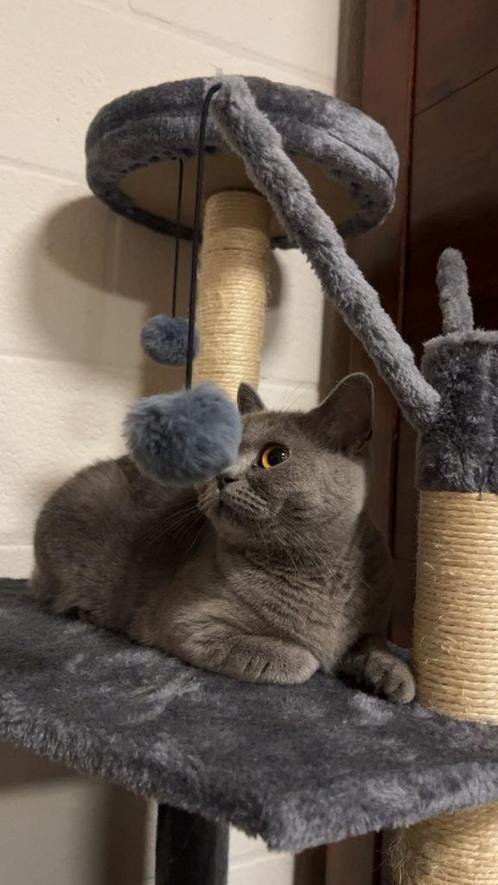 Britse korthaar, Dieren en Toebehoren, Katten en Kittens | Raskatten | Korthaar, Poes, 0 tot 2 jaar, Gechipt, Ontwormd, Ingeënt