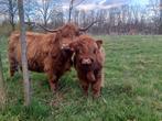 bœuf des Highlands écossais, Animaux & Accessoires, Bovins, Mâle, 0 à 2 ans