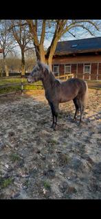 Connemara jaarling, Animaux & Accessoires, Poneys, Avec pedigree, Poney D (1.37 m à 1.48m), 0 à 2 ans, Poney de saut