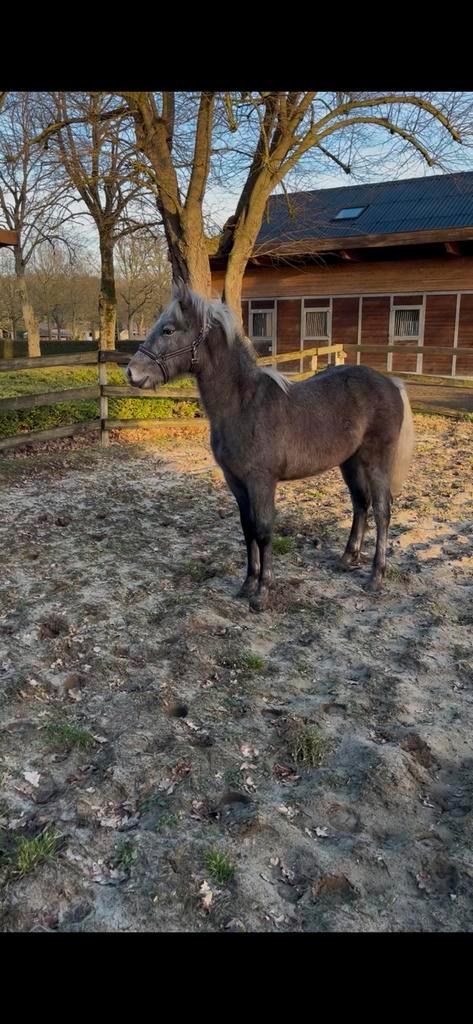 Connemara jaarling, Animaux & Accessoires, Poneys, Étalon, Ne s'applique pas, Poney D (1.37 m à 1.48m), Poney de saut, 0 à 2 ans
