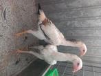 2 shamo hennen, Dieren en Toebehoren