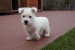 West Highland white terriër pups, Dieren en Toebehoren, Honden | Jack Russells en Terriërs, België, Overige rassen, CDV (hondenziekte)