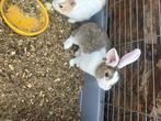 Konijntjes 8,5 week oud, Dieren en Toebehoren, Konijnen, Meerdere dieren, Klein, Hangoor, 0 tot 2 jaar