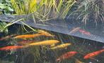 16 koi en 3 steuren