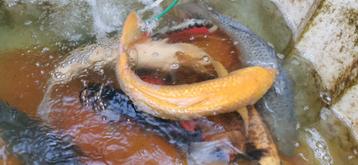 10 tal prachtige 65cm Top Japanse kwaliteits koi.  beschikbaar voor biedingen