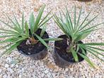 Zeldzame hybride palmboom T. princeps x wagnerianus foto 3-4, In pot, Halfschaduw, Ophalen of Verzenden, Lente