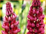 Lupinen, Ophalen