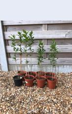 Hibiscus boompjes, per plant voor 5 euro., Tuin en Terras, Planten | Bomen, Ophalen of Verzenden