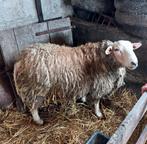 Bélier de 1 an., Mouton, Mâle, 0 à 2 ans
