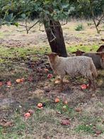 Ardense voskop ram lammeren, Mannelijk, Schaap, 0 tot 2 jaar