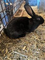 Vlinderkonijnen, Dieren en Toebehoren, Meerdere dieren