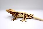 Wimpergekko HOUTEN, Dieren en Toebehoren, Hagedis, Tam, 0 tot 2 jaar