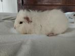 Ch Teddy cavia zeugjes te koop, Dieren en Toebehoren, Augustus, Vrouwelijk, Cavia