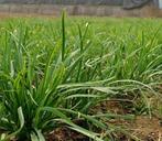 Chinese bieslook, Ophalen, Volle zon, Vaste plant, Kruiden