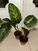 Calathea mix, Maison & Meubles, Plantes d'intérieur, Autres espèces, En pot, Moins de 100 cm, Enlèvement