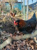 Verschillende hanen, Dieren en Toebehoren, Mannelijk, Kip