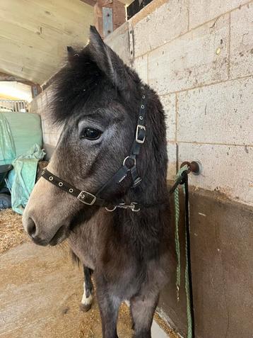 Pony jaarling hengst springen, Dieren en Toebehoren, Gechipt, Springpony, 0 tot 2 jaar, Hengst