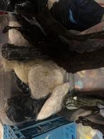 Un lot de cache-oreilles Shell Shell pour enfants 0,50 pièce, Articles professionnels, Enlèvement ou Envoi