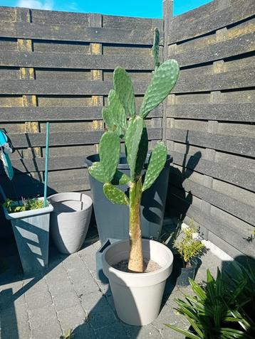Vijgcactus met stam! beschikbaar voor biedingen