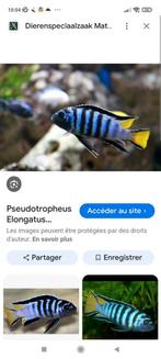 Cichlidès Malawi jeunes pseudotropheus mpanga, Dieren en Toebehoren