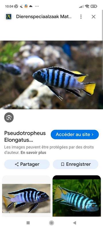 Cichlidès Malawi jeunes pseudotropheus mpanga  beschikbaar voor biedingen