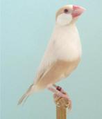 Cherche padda brun pastel