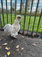 Broedeieren zijdehoen, Dieren en Toebehoren, Pluimvee, Geslacht onbekend, Kip