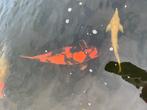 Hi utsuri te koop, Dieren en Toebehoren, Karper of Koi