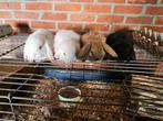 Dwerg hangoor konijnen, Dieren en Toebehoren, Dwerg, Hangoor