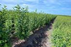 Ligustrum ovalifolium aan stuntprijzen!, Ophalen, Liguster, Haag, 100 tot 250 cm