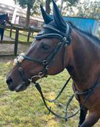 D-pony te koop wegens overgang naar de paarden!, Dieren en Toebehoren, Paarden en Pony's | Hoofdstellen en Tuigage, Ophalen, Nieuw