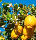 Citronnier, Enlèvement, Citronnier