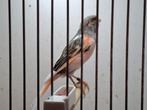 Harlekijn kanarie., Dieren en Toebehoren, Vogels | Kanaries