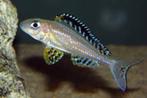 Xenotilapia Papilio Tembwe, Dieren en Toebehoren, Vis, Zoetwatervis, Schoolvis
