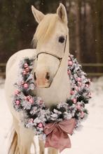 Halve stal Meerhout, Minder dan 160 cm, B, Ruin, Dressuurpaard
