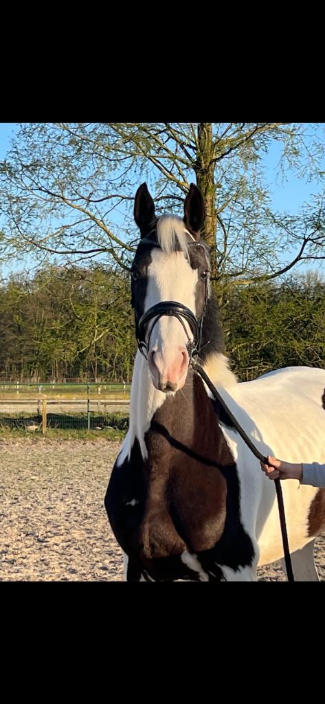 Bonte 4-jarige merrie, Dieren en Toebehoren, Paarden, Merrie, Zadelmak, 160 tot 165 cm, 3 tot 6 jaar, Dressuurpaard, Met stamboom