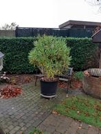 Prachtige Oleander, Tuin en Terras, Ophalen