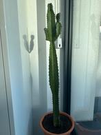 Cactus +- 80 cm, Enlèvement, Cactus
