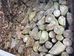 Brandhout droge spar, Blokken, Ophalen, 6 m³ of meer, Overige houtsoorten