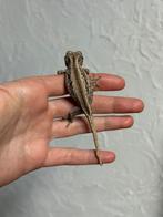 Striped gargoyle mannetje, Dieren en Toebehoren, Reptielen en Amfibieën, Schildpad, Tam, 0 tot 2 jaar