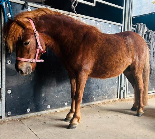 Poulain 2 ans, Dieren en Toebehoren, Paarden