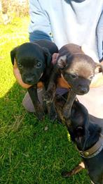 Zwarte Pincher pups te koop – met paspoort & vaccinaties, Dieren en Toebehoren, Honden | Bulldogs, Pinschers en Molossers, Particulier