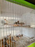 zebravinken, Dieren en Toebehoren, Meerdere dieren, Tropenvogel