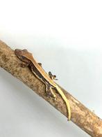 Wimpergekko , crestedgecko, Animaux & Accessoires, Reptiles & Amphibiens, Autres espèces, Domestique, 0 à 2 ans