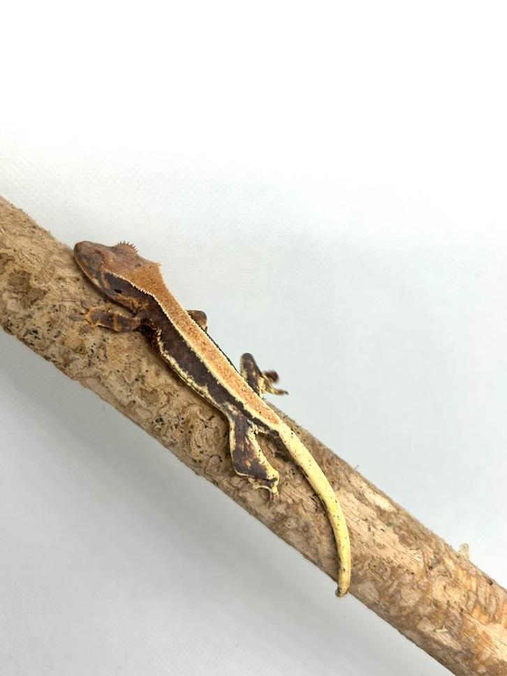 Wimpergekko , crestedgecko, Animaux & Accessoires, Reptiles & Amphibiens, Autres espèces, 0 à 2 ans, Domestique